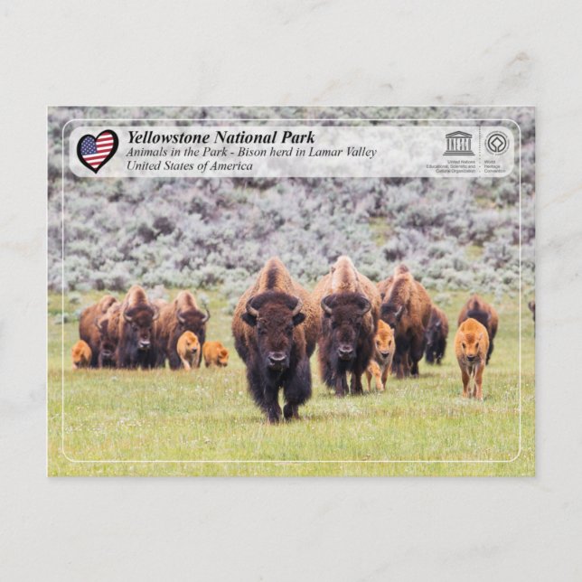 Postal Parque nacional Yellowstone - American Bison (Anverso)