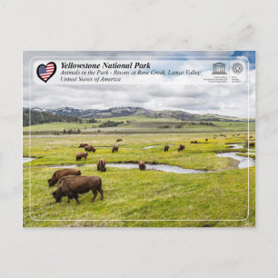 Postal Parque nacional Yellowstone - American Bison
