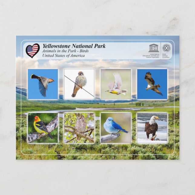Postal Parque Nacional Yellowstone - Aves (Anverso)