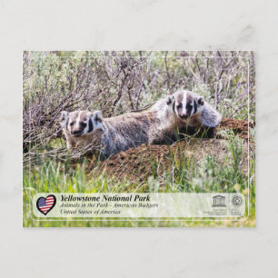 Postal Parque nacional Yellowstone - Badger estadounidens