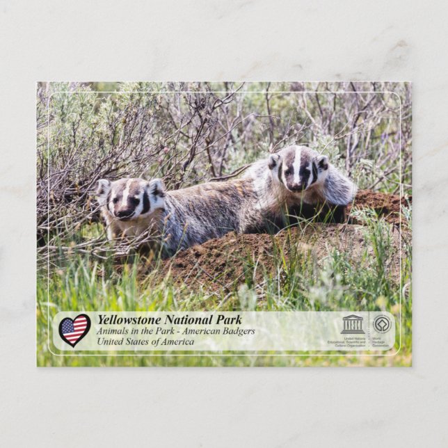 Postal Parque nacional Yellowstone - Badger estadounidens (Anverso)