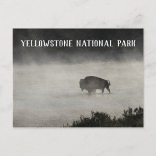 Postal Parque nacional Yellowstone, Bison in Lake, Wyomin