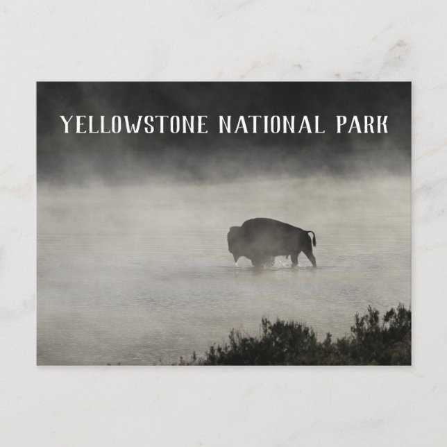 Postal Parque nacional Yellowstone, Bison in Lake, Wyomin (Anverso)
