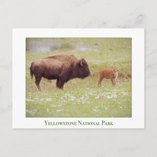 Postal Parque nacional Yellowstone - Bison y Calf (Anverso)