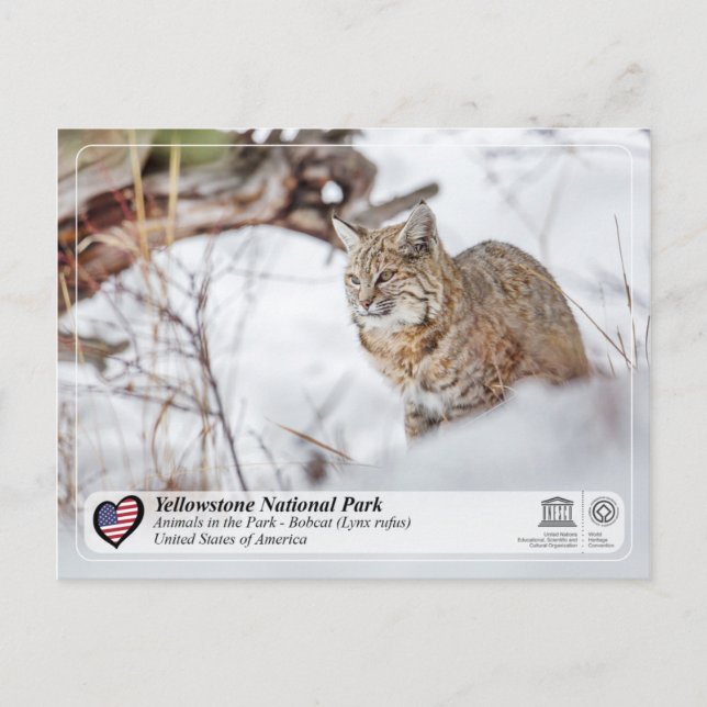 Postal Parque nacional Yellowstone - Bobcat (Anverso)