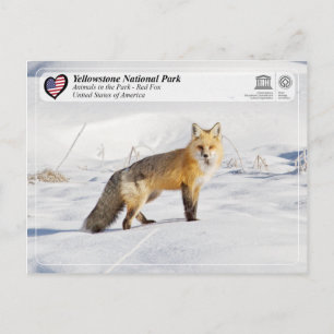 Postal Parque nacional Yellowstone - Fox Roja