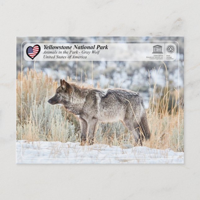 Postal Parque nacional Yellowstone - Lobo gris