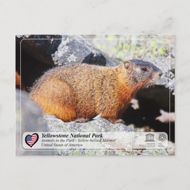 Postal Parque Nacional Yellowstone - Marmota de vientre a (Anverso)