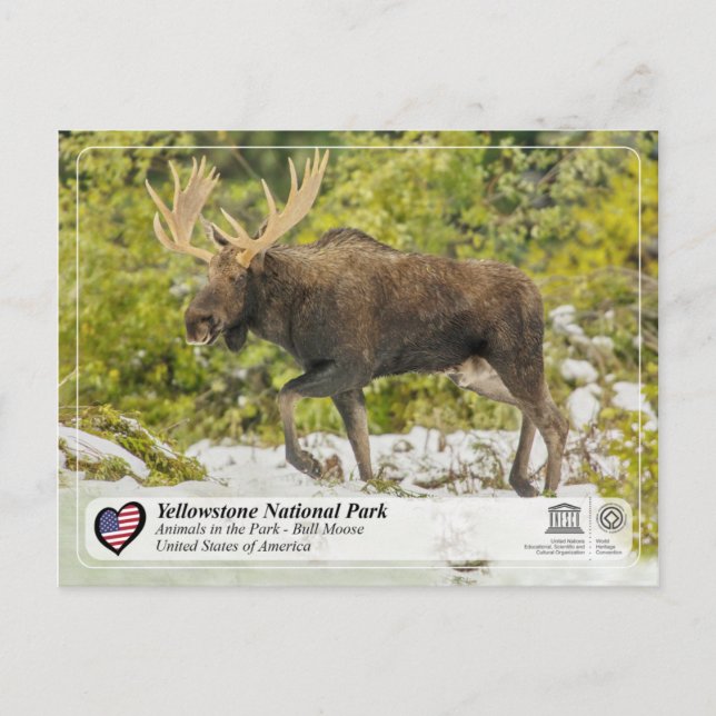 Postal Parque nacional Yellowstone - Moose (Anverso)