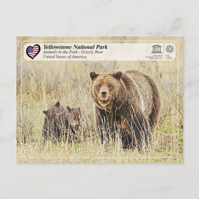 Postal Parque nacional Yellowstone - Oso Grizzly (Anverso)