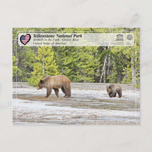 Postal Parque nacional Yellowstone - Oso Grizzly (Anverso)