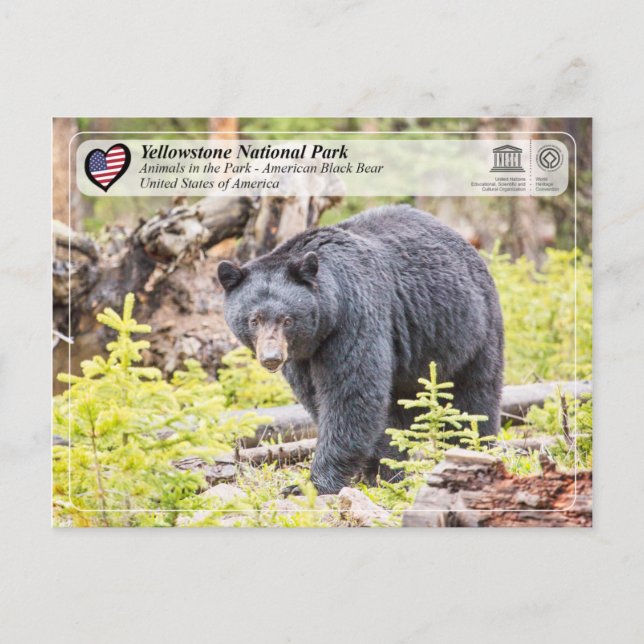 Postal Parque nacional Yellowstone - Oso Negro (Anverso)