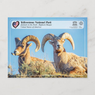 Postal Parque nacional Yellowstone - Oveja Bighorn