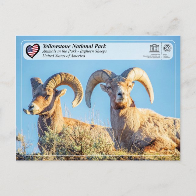 Postal Parque nacional Yellowstone - Oveja Bighorn (Anverso)