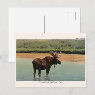 Postal Parque Nacional Yellowstone Wyoming ALCE MACHO