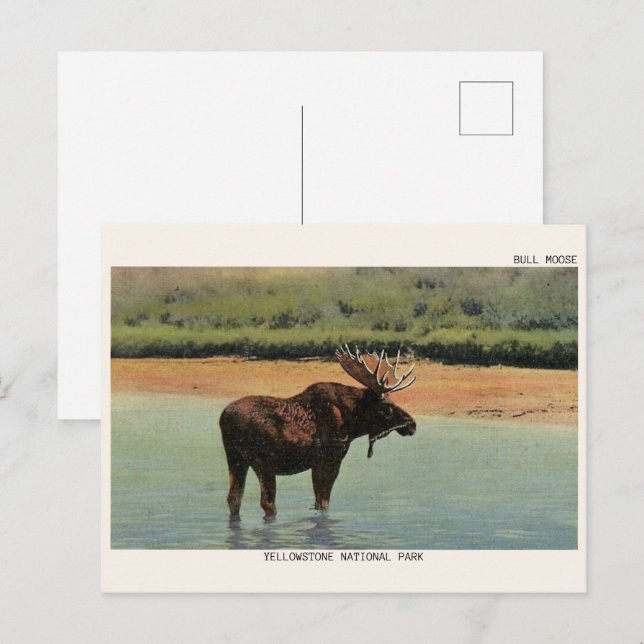 Postal Parque Nacional Yellowstone Wyoming ALCE MACHO (Anverso / Reverso)