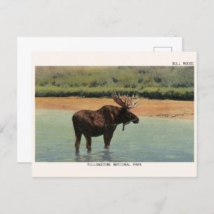 Postal Parque nacional Yellowstone Wyoming BULL MOOSE