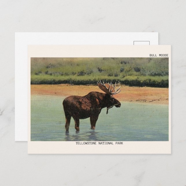 Postal Parque nacional Yellowstone Wyoming BULL MOOSE (Anverso / Reverso)