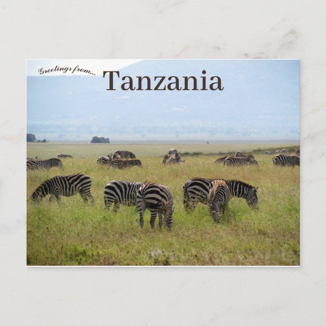 Postal Parque nacional Zebras Serengeti Safari Tanzania (Anverso)