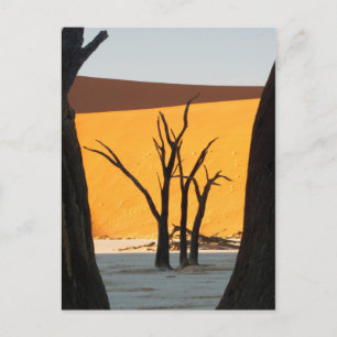 Postal Parque Namib-Naukluft, Sossusvlei   Dead Vlei
