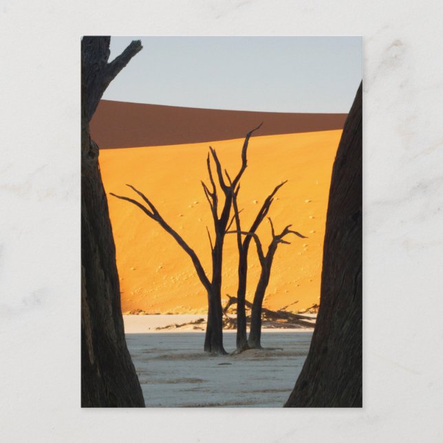 Postal Parque Namib-Naukluft, Sossusvlei | Vlei muerto (Anverso)