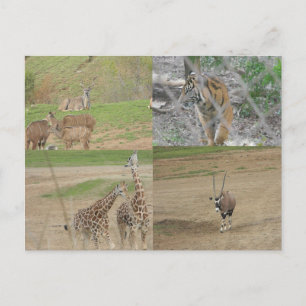 Postal Parque Safari de San Diego