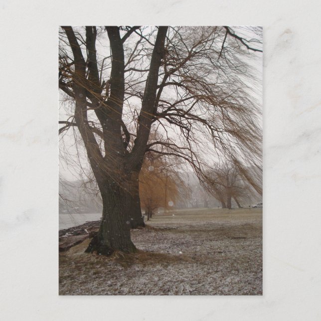 Postal Parque Stewart, Lago Cayuga (Anverso)