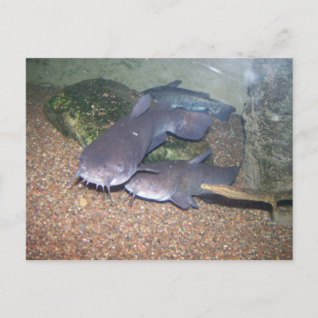 Postal Parque zoológico de la pesca del siluro (Anverso)