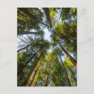 Postal Parques Nacionales y Estatales de Redwood, Califor