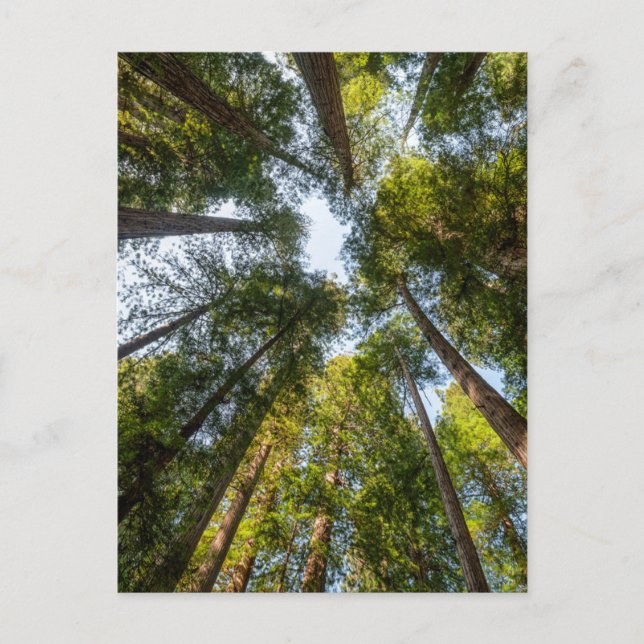 Postal Parques Nacionales y Estatales de Redwood, Califor (Anverso)