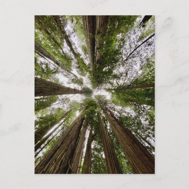 Postal Parques nacionales y estatales de secuoya, Califor (Anverso)