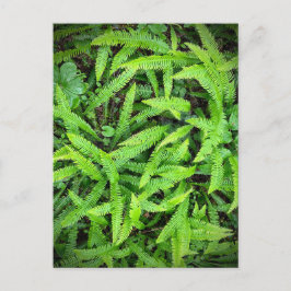 Postal Parques nacionales y estatales de secuoya, Califor