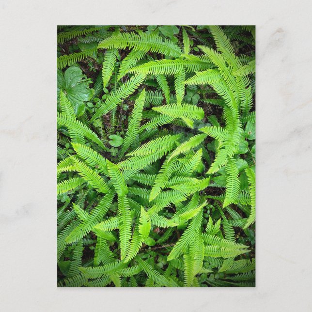 Postal Parques nacionales y estatales de secuoya, Califor (Anverso)