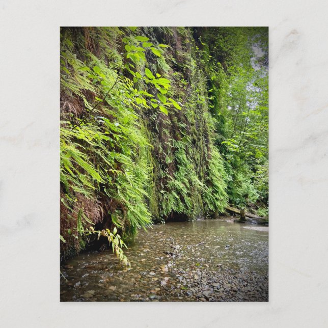 Postal Parques nacionales y estatales de secuoya, Califor (Anverso)