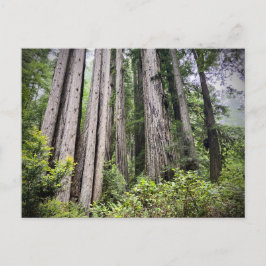 Postal Parques nacionales y estatales de secuoya, Califor