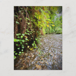 Postal Parques nacionales y estatales de secuoya, Califor