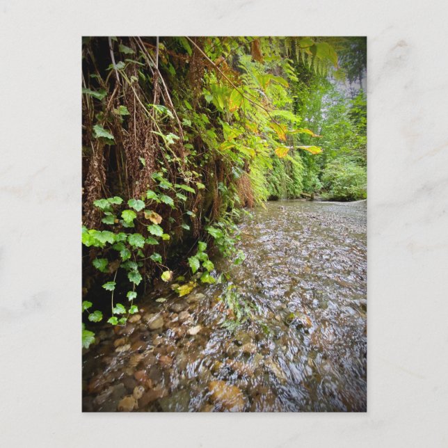 Postal Parques nacionales y estatales de secuoya, Califor (Anverso)