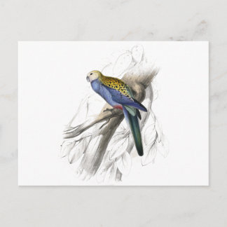 Postal Parrakeet con cabeza de página por Edward Lear