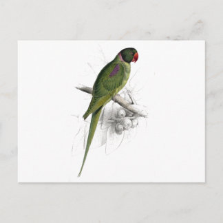 Postal Parrakeet con capucha de Edward Lear