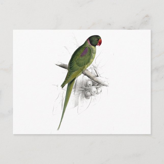 Postal Parrakeet con capucha de Edward Lear (Anverso)