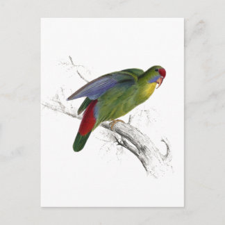 Postal Parrakeet de borde rojo