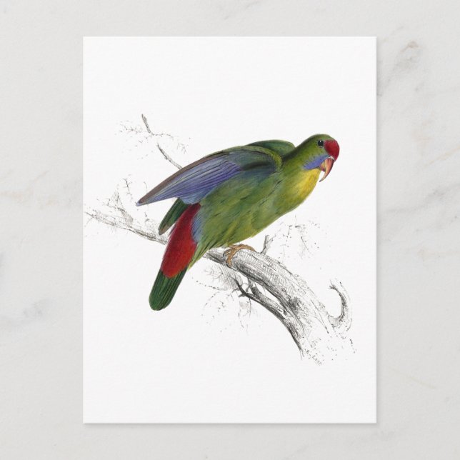 Postal Parrakeet de borde rojo (Anverso)