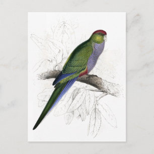 Postal Parrakeet de borde rojo (hembra) de Edward Lear