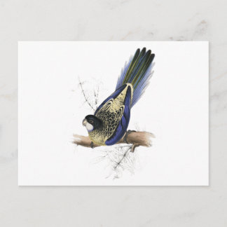 Postal Parrakeet de Brown de Edward Lear