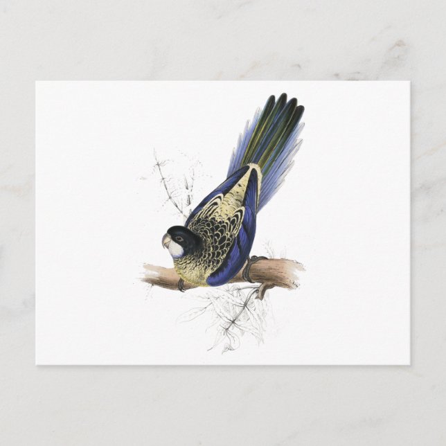 Postal Parrakeet de Brown de Edward Lear (Anverso)
