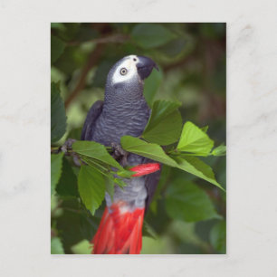 Postal Parroquia africana