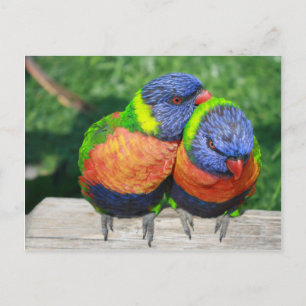Postal Parroquia de Rainbow Lorikeet