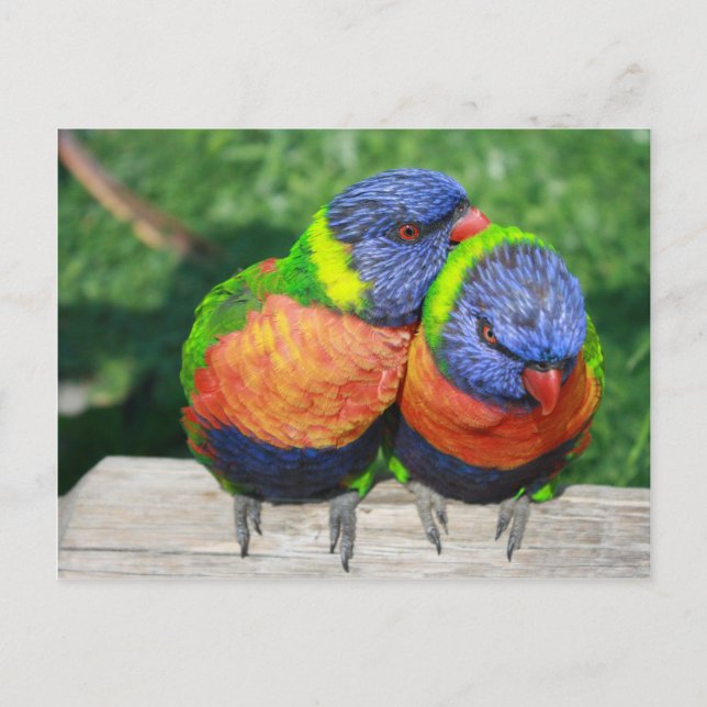 Postal Parroquia de Rainbow Lorikeet (Anverso)