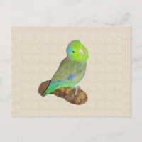Parroquia masculina verde