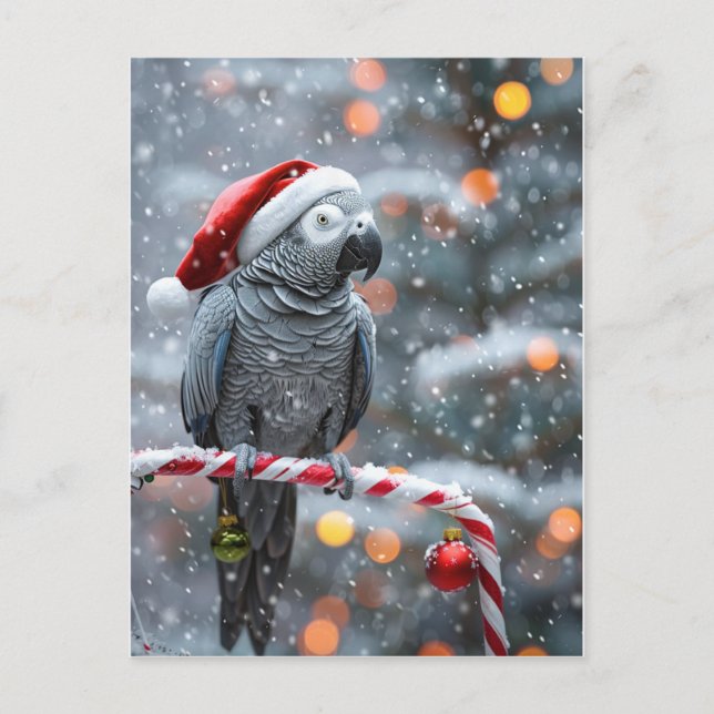 Postal Parrot Holiday Card — Winter Wonder  (Anverso)